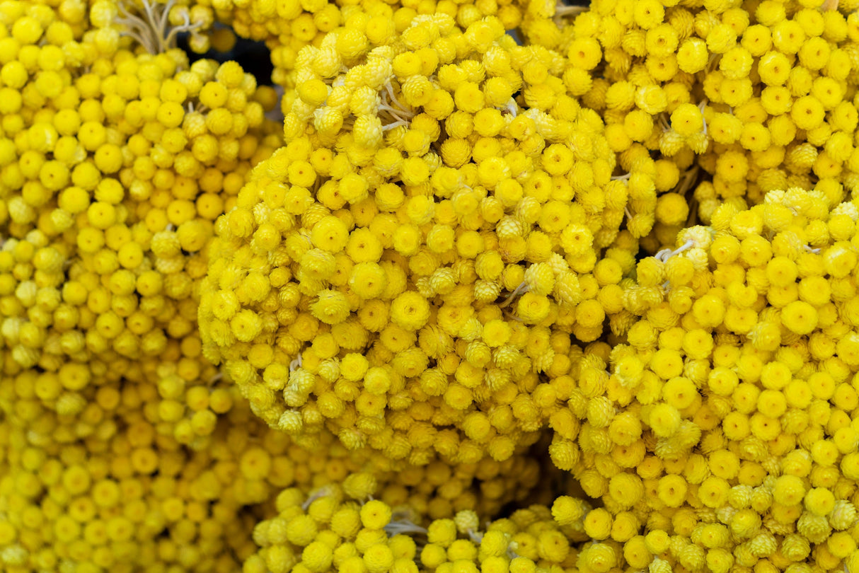 50 YELLOW DOUBLE STRAWFLOWER Xerochrysum Bracteatum Helichrysum Flower Seeds