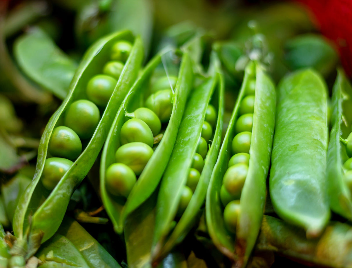 50 Early FROSTY GARDEN PEA English Shelling Pisum Sativum Vegetable Seeds