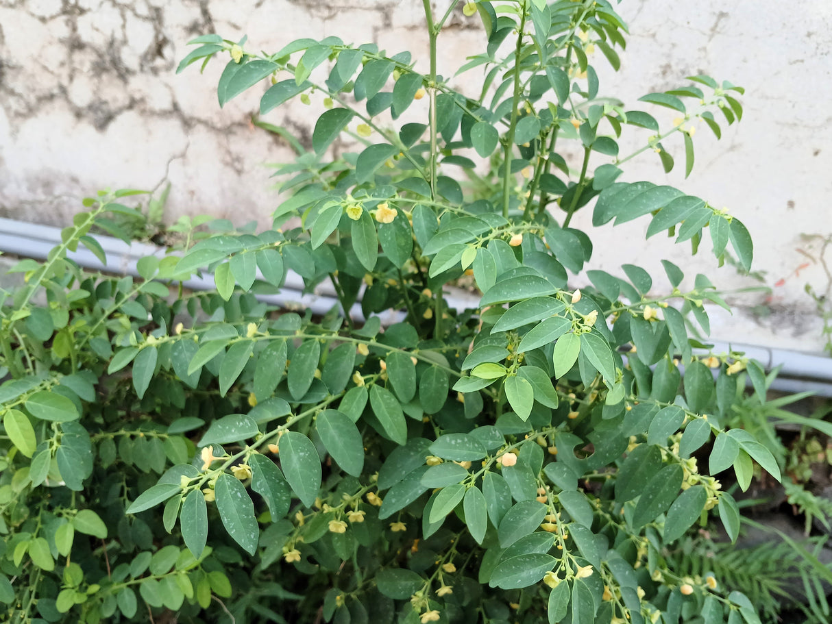 250 TREE TOBACCO Nicotiana Glauca Yellow Trumpet Flower Herb Shrub Seeds