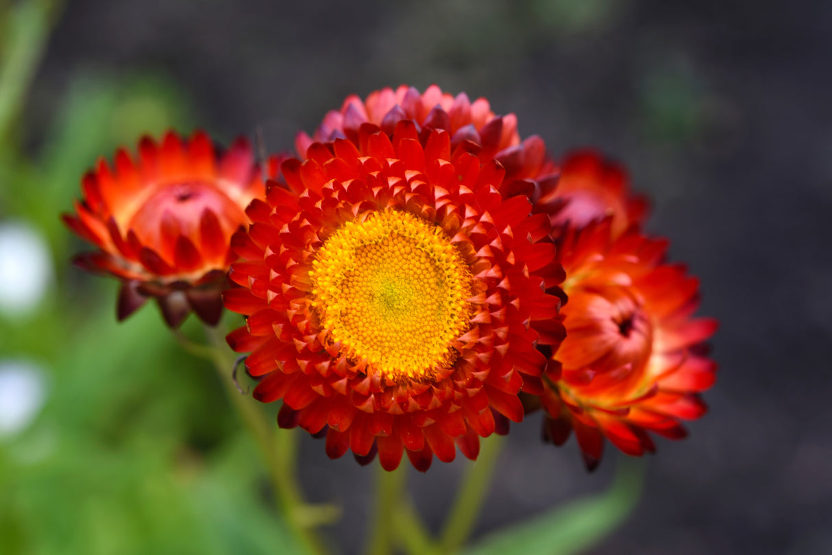 100 Red FIRE BALL STRAWFLOWER Xerochrysum Bracteatum Helichrysum Monstrosum Flower Seeds