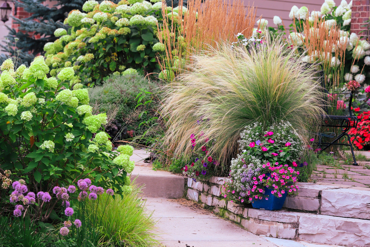 25 MEXICAN FEATHER GRASS Pony Tails Ornamental Stipa Tenuissima Nassella Seeds Wind Whisp