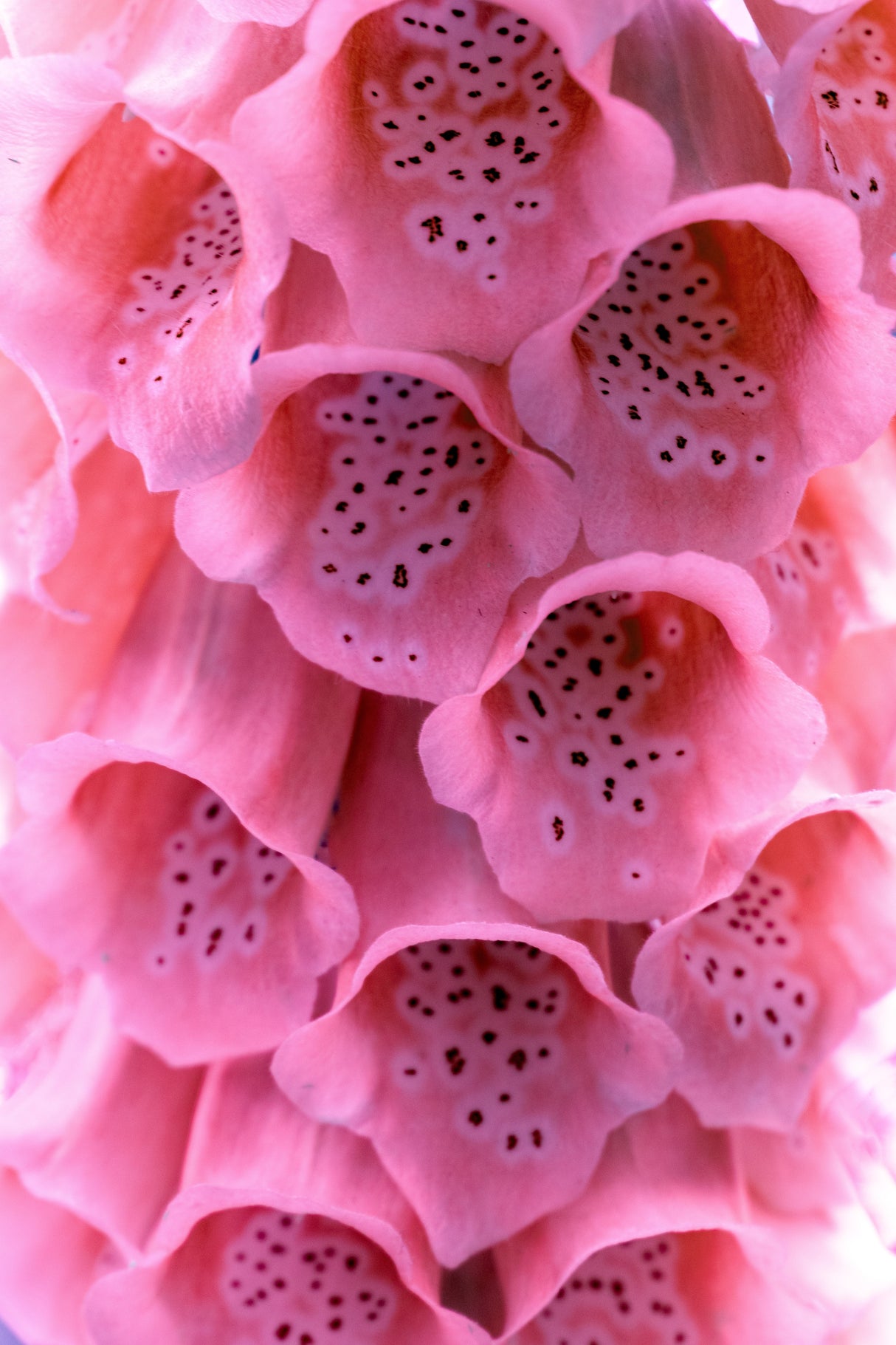 1000 Seeds MIXED FOXGLOVE Digitalis Purpurea Flower Seeds