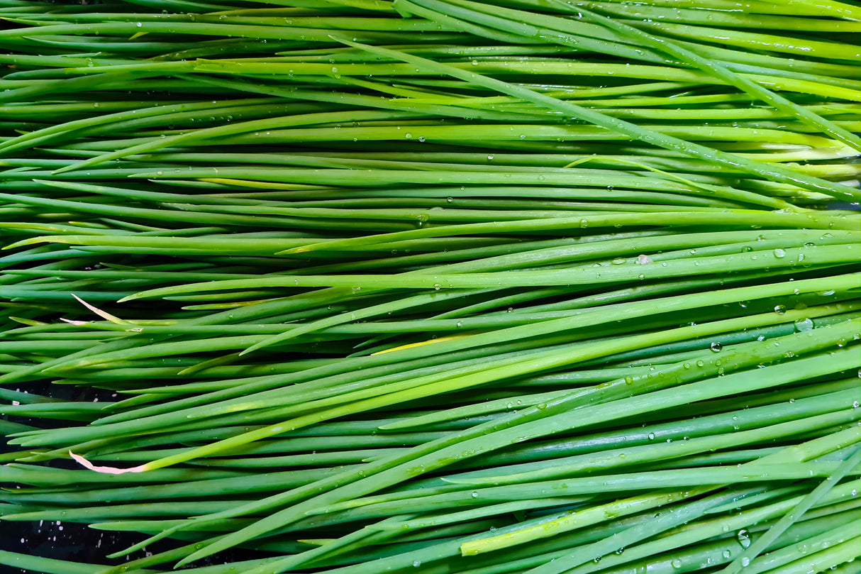 500 CHIVE Allium Schoenoprasum Vegetable Seeds