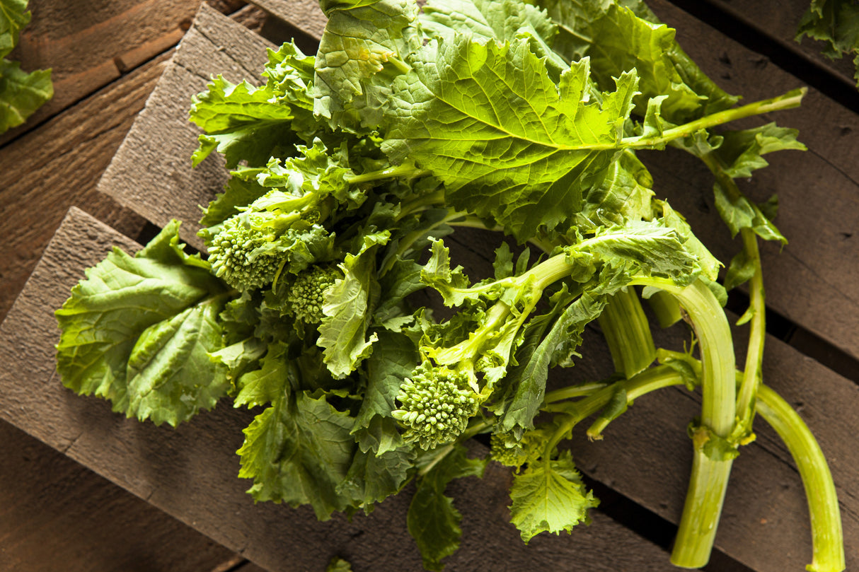 1000 EARLY Fall RAPINI BROCCOLI (Broccoli Raab / Broccoli Rabe / Brocoletti / Cima di Rapa) Brassica Ruvo Vegetable Seeds