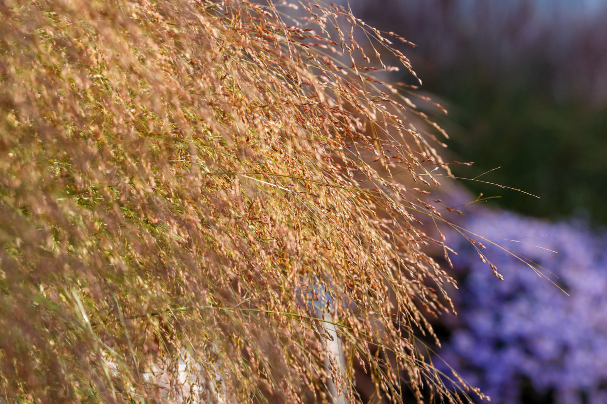 1000 SWITCHGRASS Tall Panic Switch Grass Panicum Virgatum Red Flower Seeds
