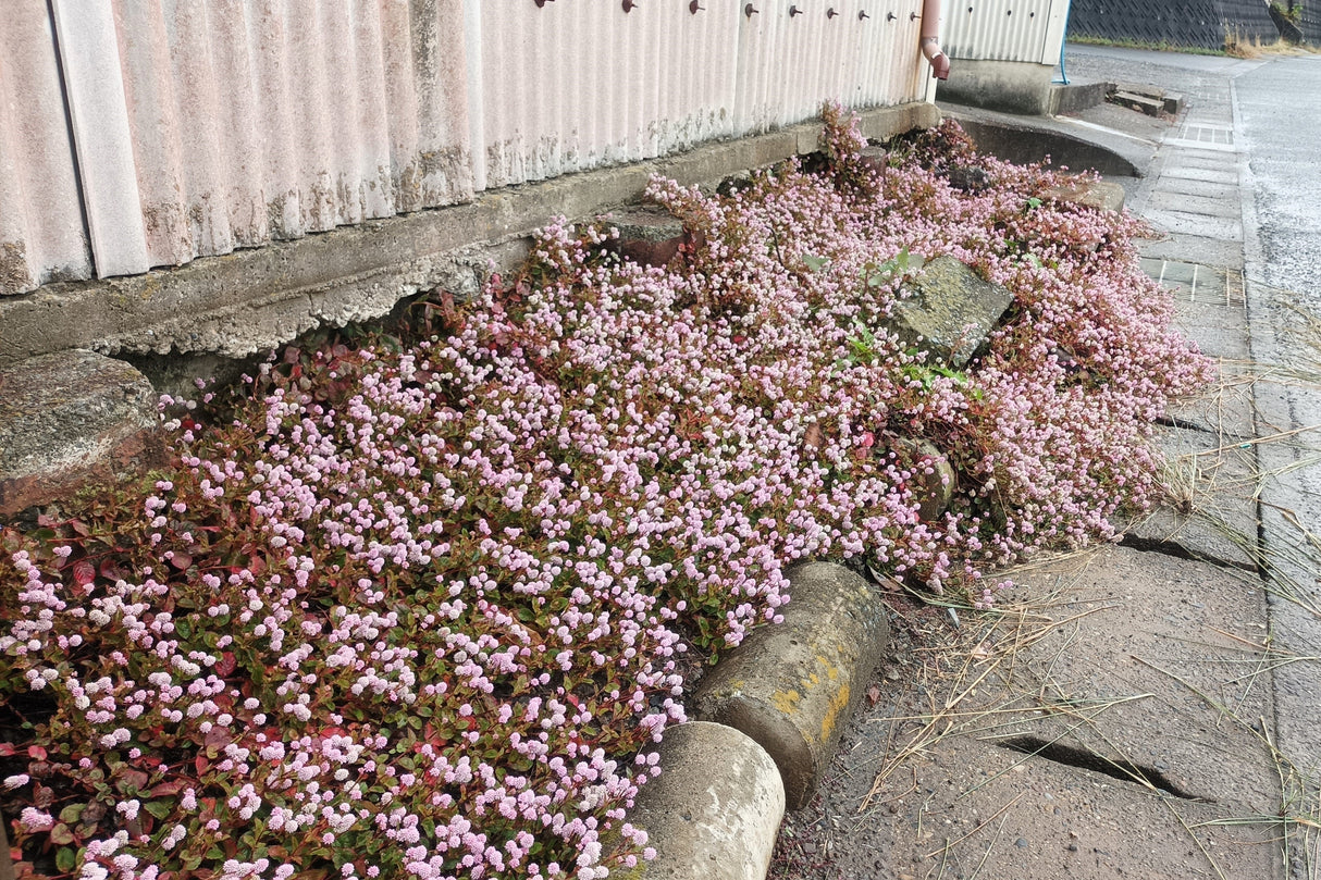 20 PUNCHING BALLS Pink Buttons Persicaria Capitata Polygonum Flower Seeds