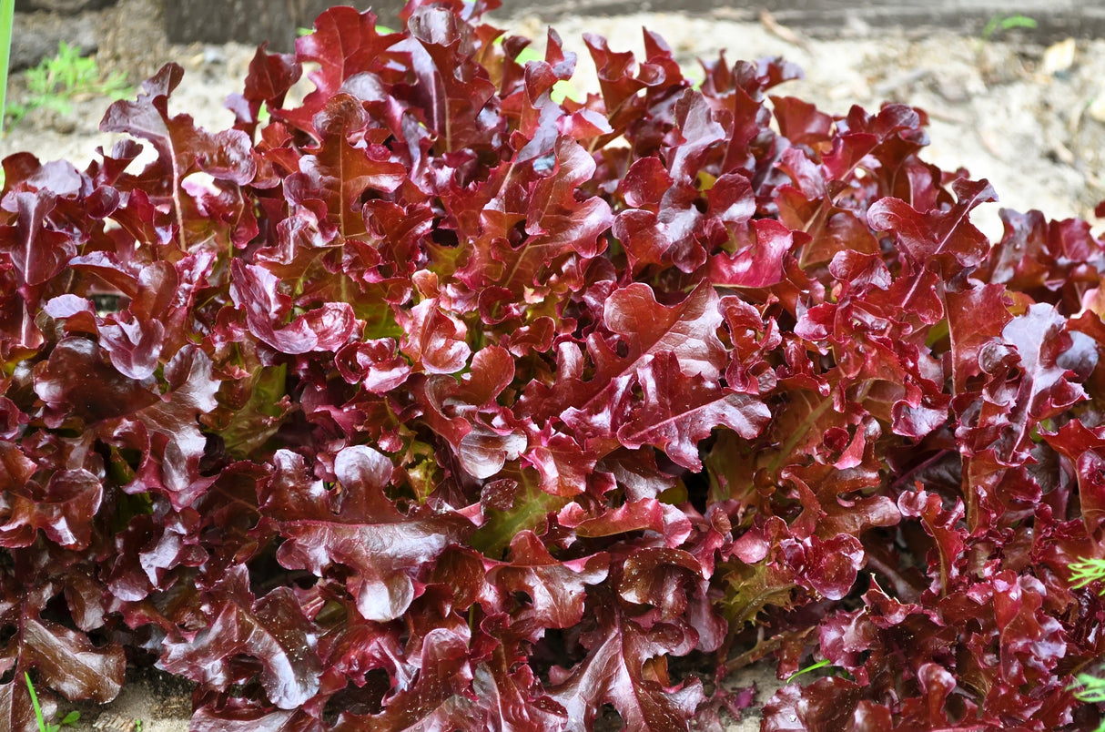 3000 Leaf Lettuce RED SALAD BOWL Lactuca Sativa Vegetable Seeds