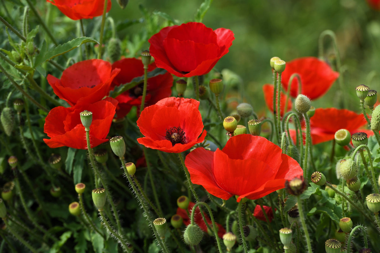 1000 Red AMERICAN LEGION (Corn / Shirley / Flanders) POPPY Papaver Rhoeas Flower Seeds