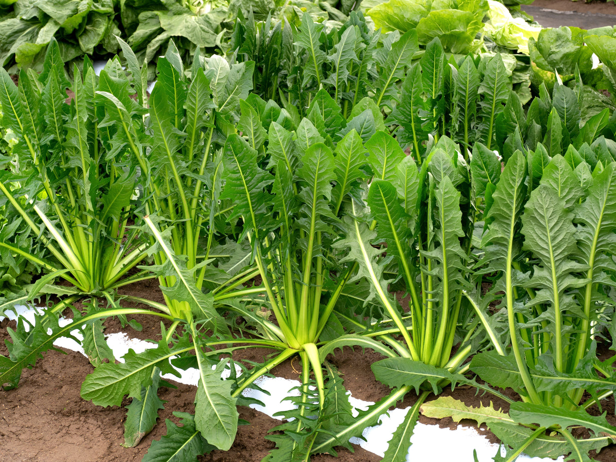 250 CICORIA CATALOGNA Puntarelle Chicorium Chicory Vegetable Seeds