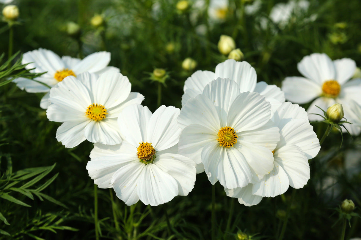350 COSMOS SENSATION MIX Mixed Colors Cosmos Bipinnatus Flower Seeds