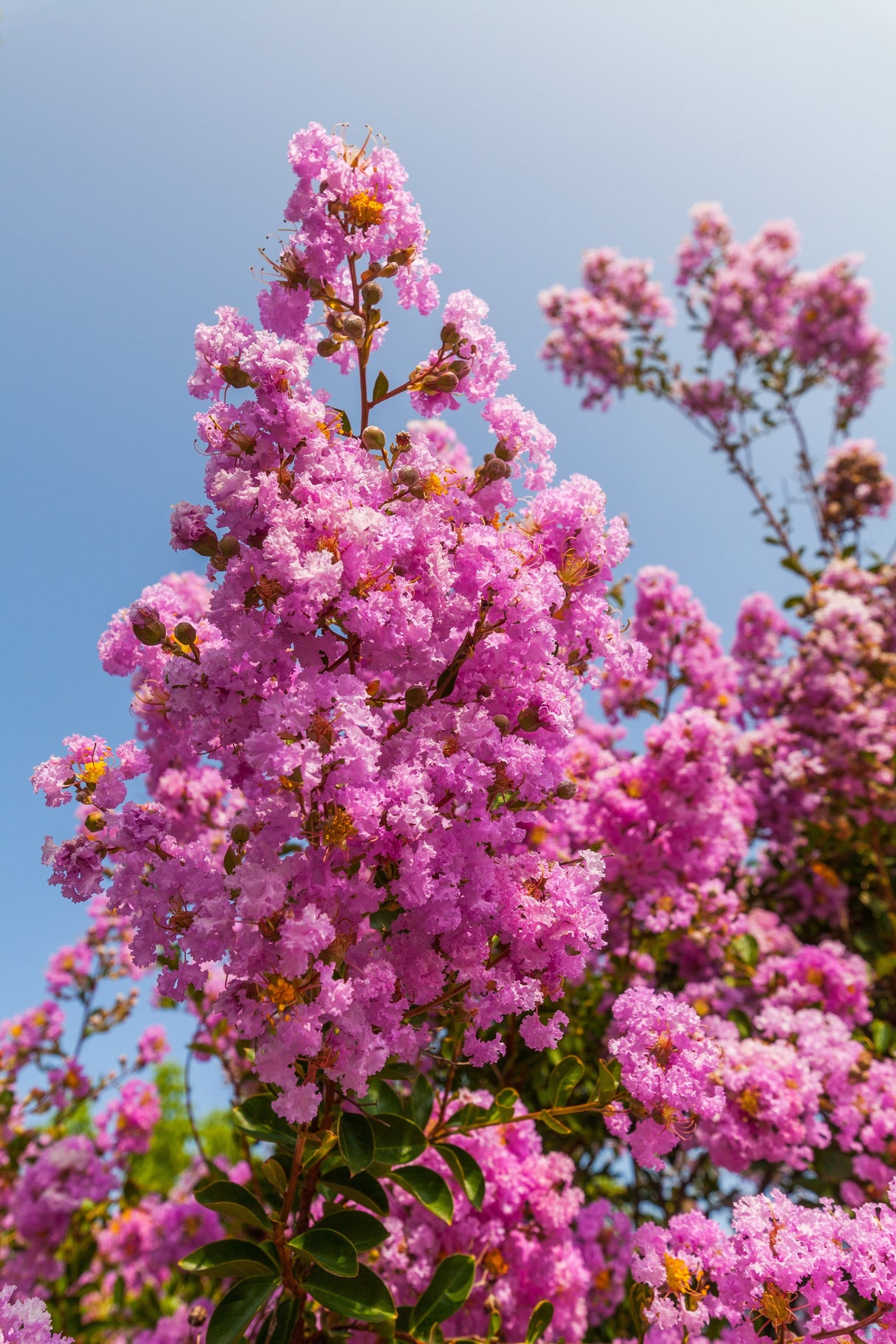50 MIXED CREPE MYRTLE Lagerstroemia Indica Tree Shrub Crape 6 Color Mix - Red, Purple, Light Pink, Dark Pink, White, & Lilac Flower Seeds
