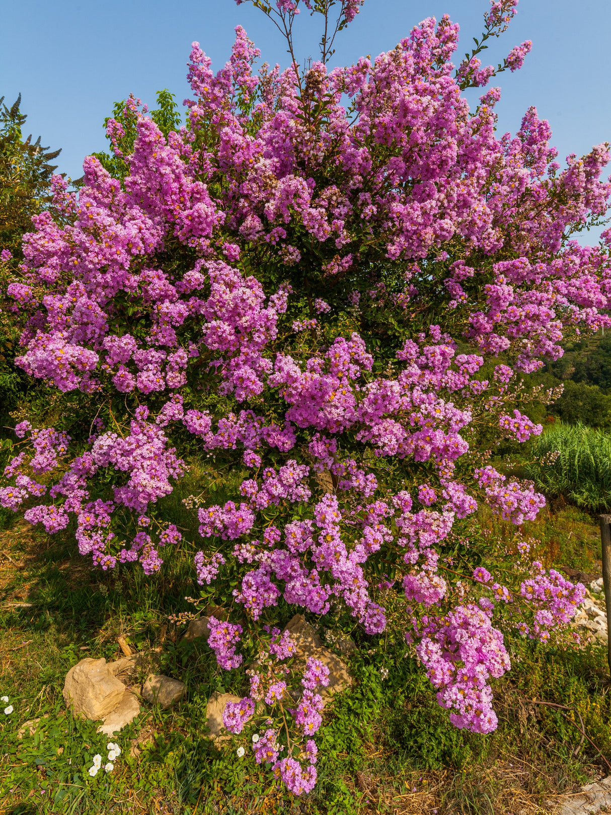 50 MIXED CREPE MYRTLE Lagerstroemia Indica Tree Shrub Crape 6 Color Mix - Red, Purple, Light Pink, Dark Pink, White, & Lilac Flower Seeds