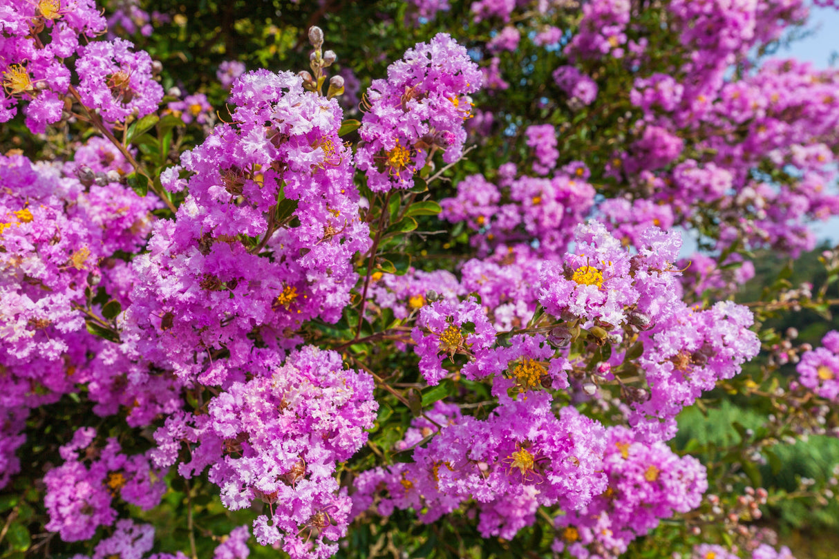 50 MIXED CREPE MYRTLE Lagerstroemia Indica Tree Shrub Crape 6 Color Mix - Red, Purple, Light Pink, Dark Pink, White, & Lilac Flower Seeds