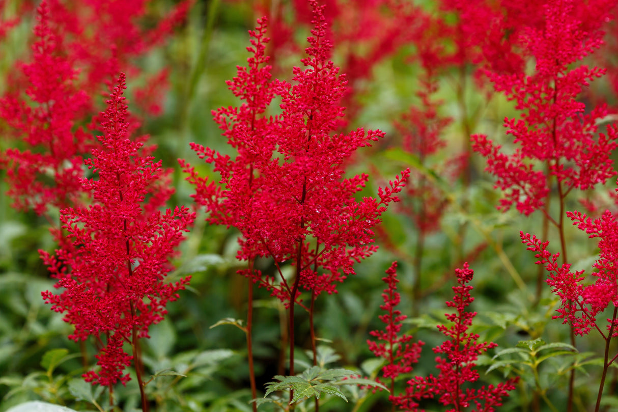 50 MIXED Colors ASTILBE BUNTER Astilbe Simplicifolia Shade Red White Purple Pink Flower Seeds