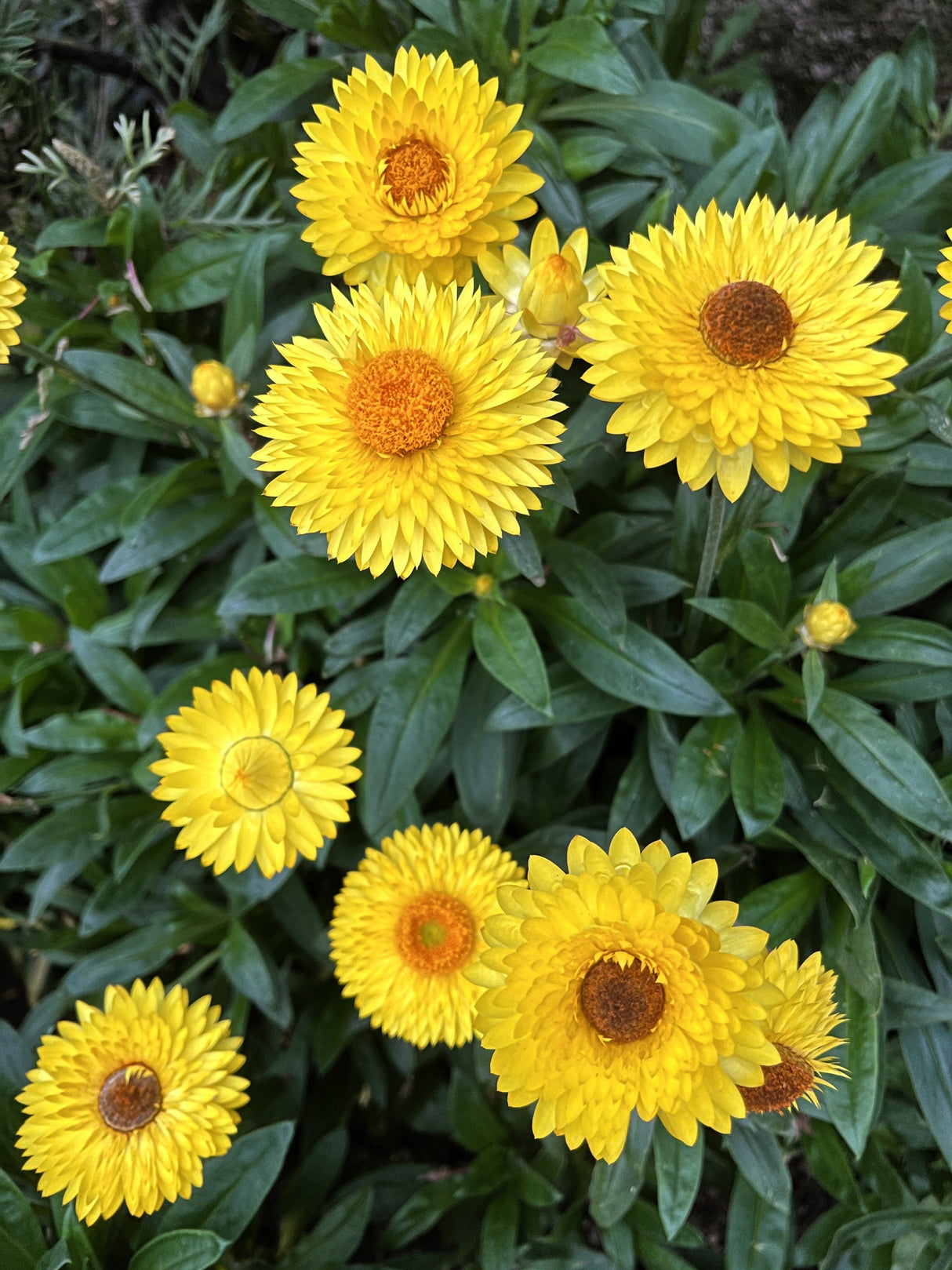 50 YELLOW DOUBLE STRAWFLOWER Xerochrysum Bracteatum Helichrysum Flower Seeds
