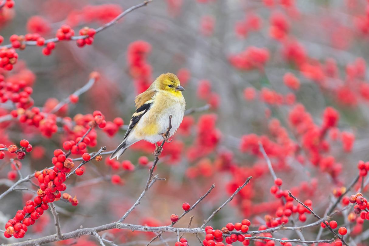 50 WINTERBERRY Holly Ilex Verticillata - Candian Holly / Fever Bush / Black Alder Tree Shrub Red Berry White Flower Seeds