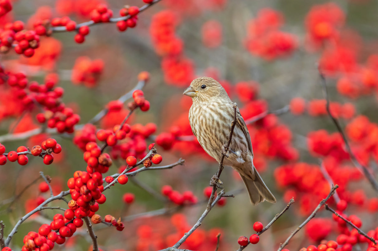 50 WINTERBERRY Holly Ilex Verticillata - Candian Holly / Fever Bush / Black Alder Tree Shrub Red Berry White Flower Seeds