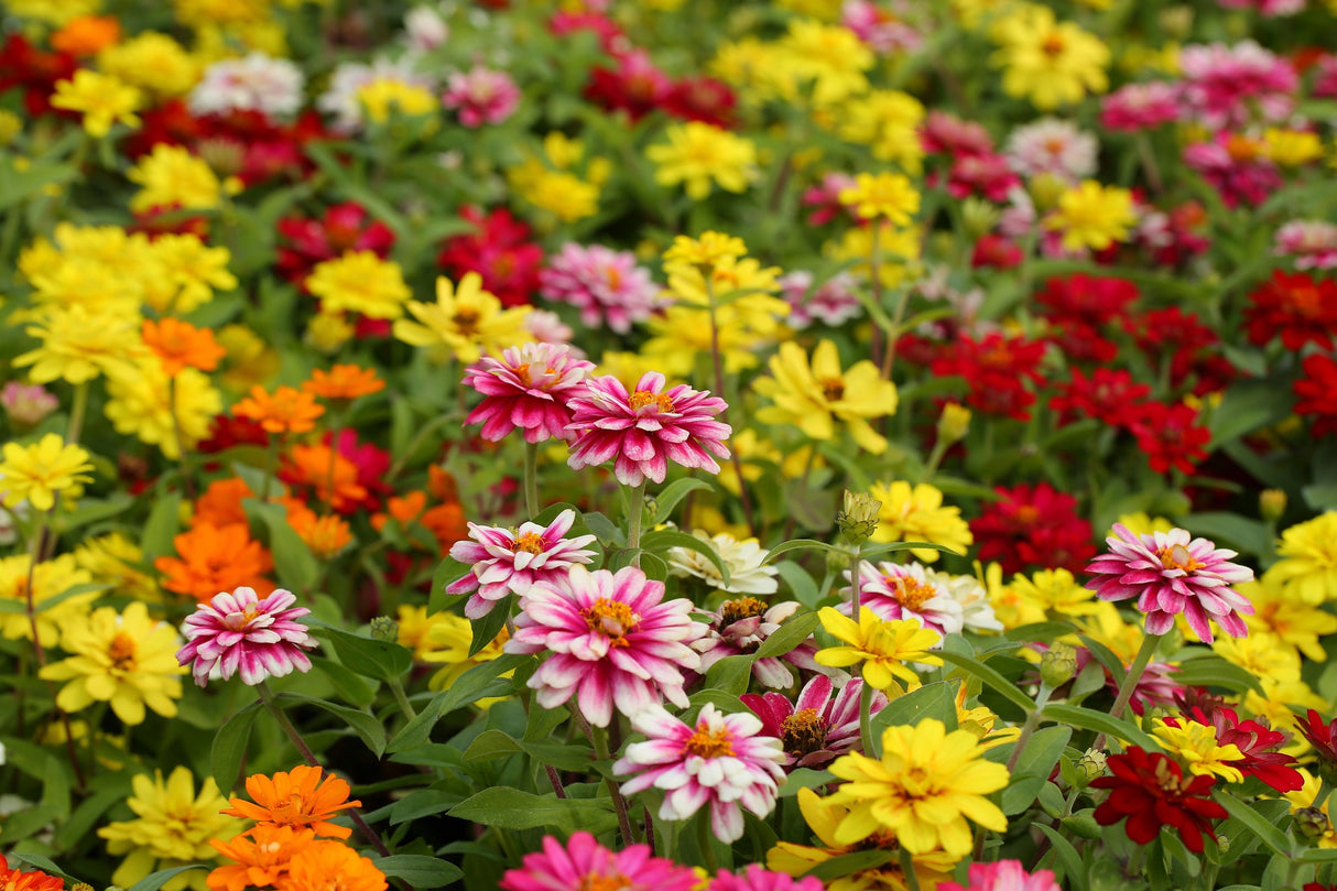 250 Mixed Colors Common GARDEN ZINNIA Elegans Flower Seeds