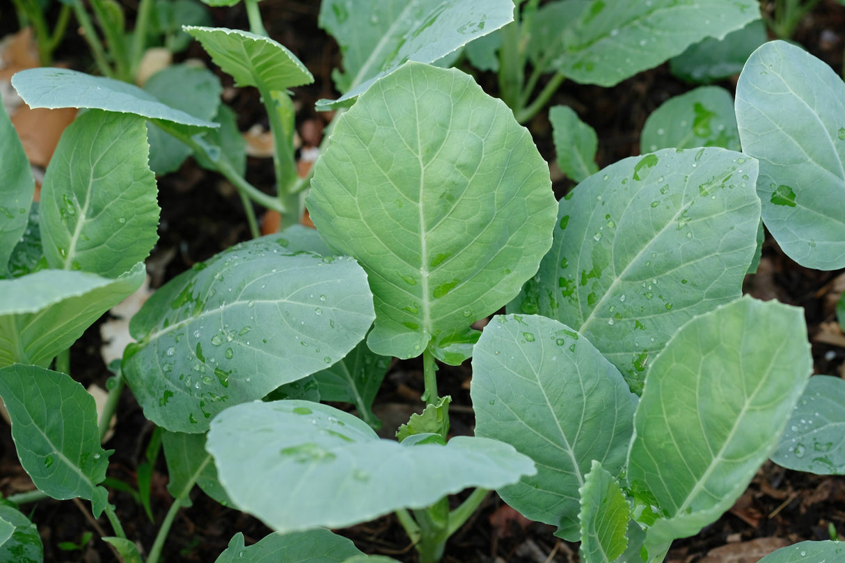 1000 HANOVER SALAD Spring KALE Smooth Siberian Brassica Napus Vegetable Seeds
