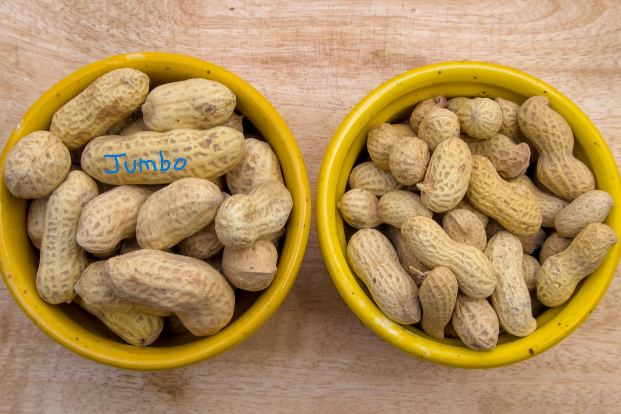 15 Seeds ' JUMBO ' VIRGINIA PEANUT Arachis Hypogaea Perennial Nut Plant