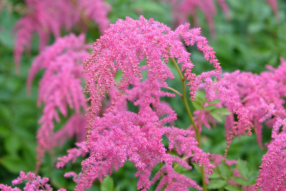100 PINK MIX ASTILBE (False Spirea / False Goats Beard) Astilbe Chinensis Flower Seeds