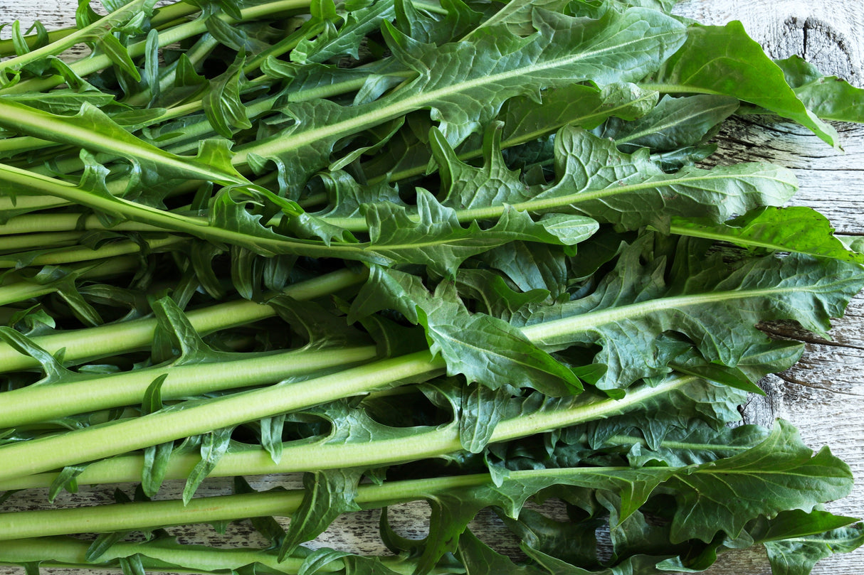 800 EMERALD CATALOGNA ENDIVE Italian Chicory Cichorium Endivia Seeds