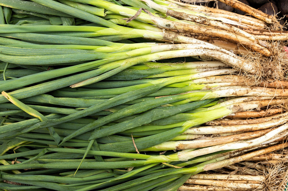 300 Evergreen NEBUKA BUNCHING ONION Japanese Allium Fistulosum Vegetable Seeds