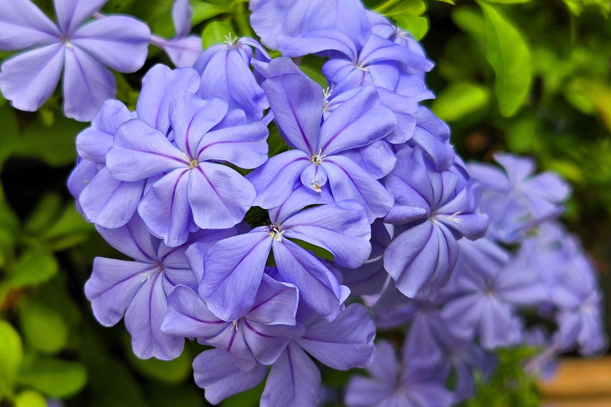 250 Dwarf BEAUTY BLUE PHLOX Drummondii Nana Compacta Fragrant Violet Blue Flower Seeds