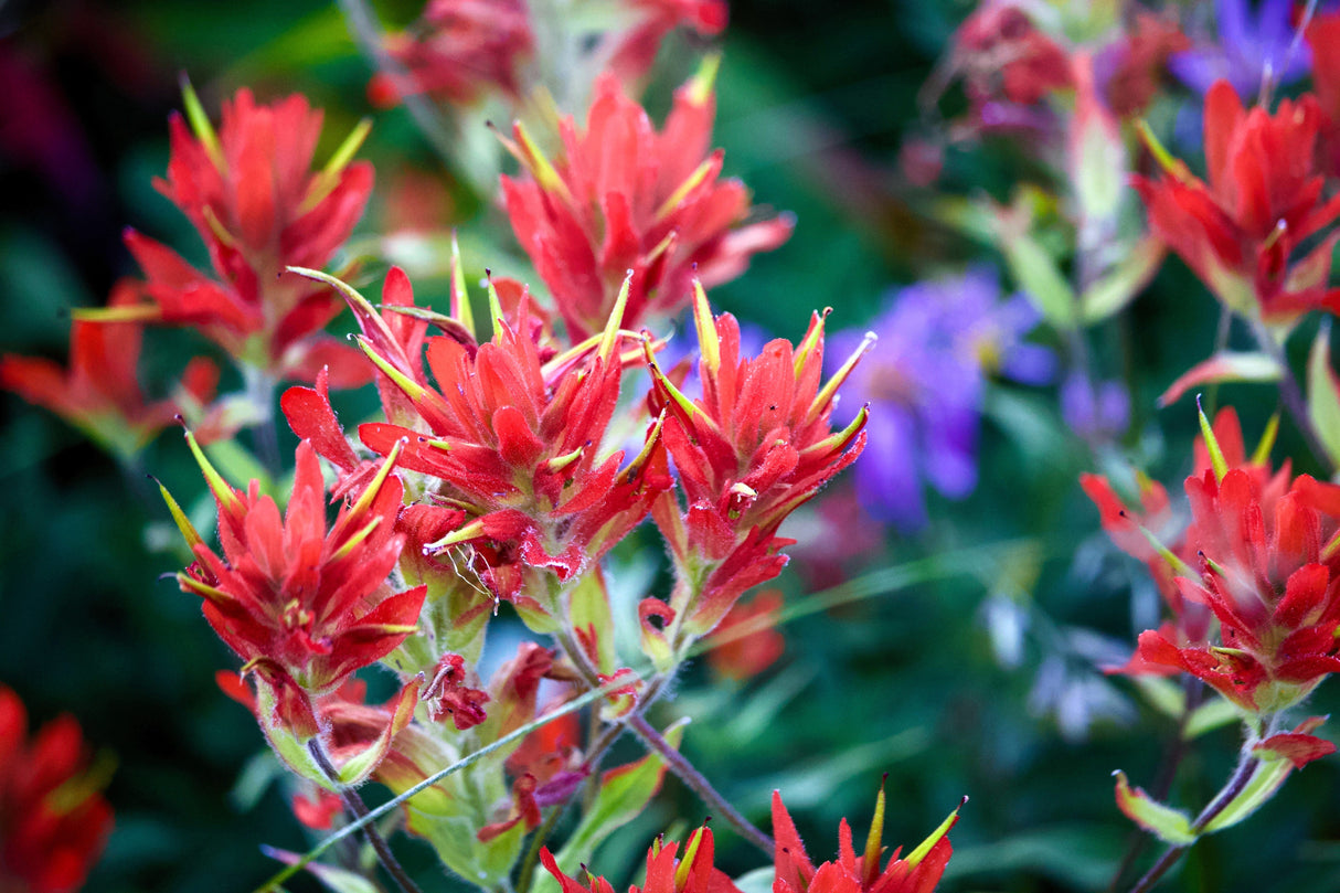 50 Red INDIAN PAINTBRUSH Castilleja Indivisa Flower Seeds