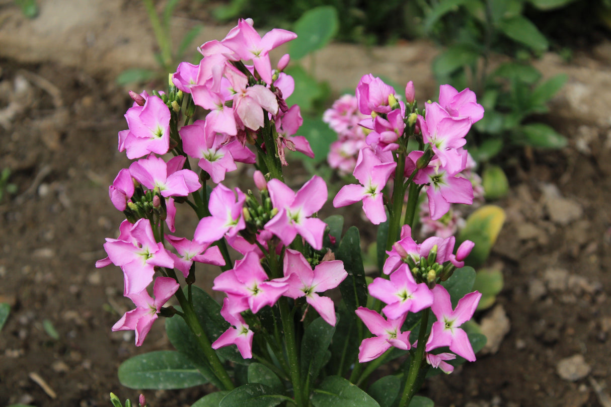 1000 EVENING (night) SCENTED STOCK Matthiola Longipetala Bicornis Flower Seeds