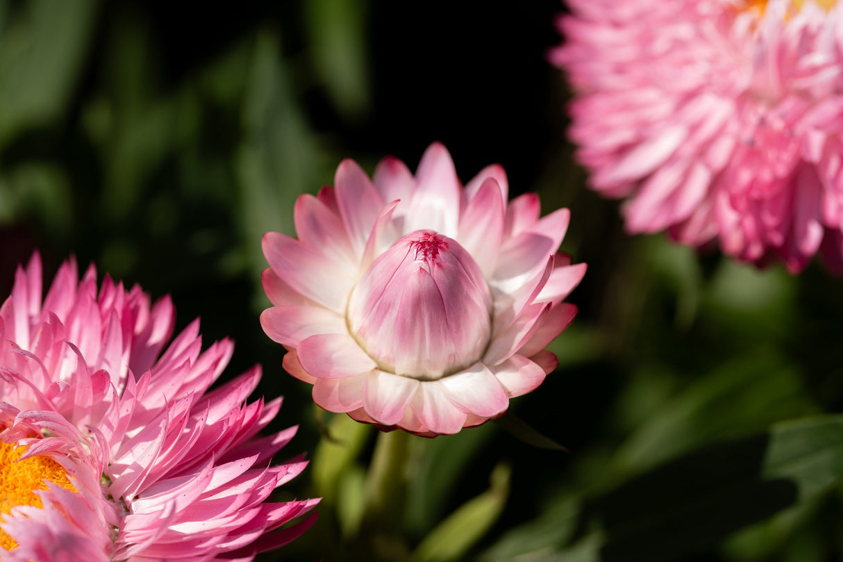 50 PINK DOUBLE STRAWFLOWER Helichrysum Xerochrysum Bracteatum Flower Seeds