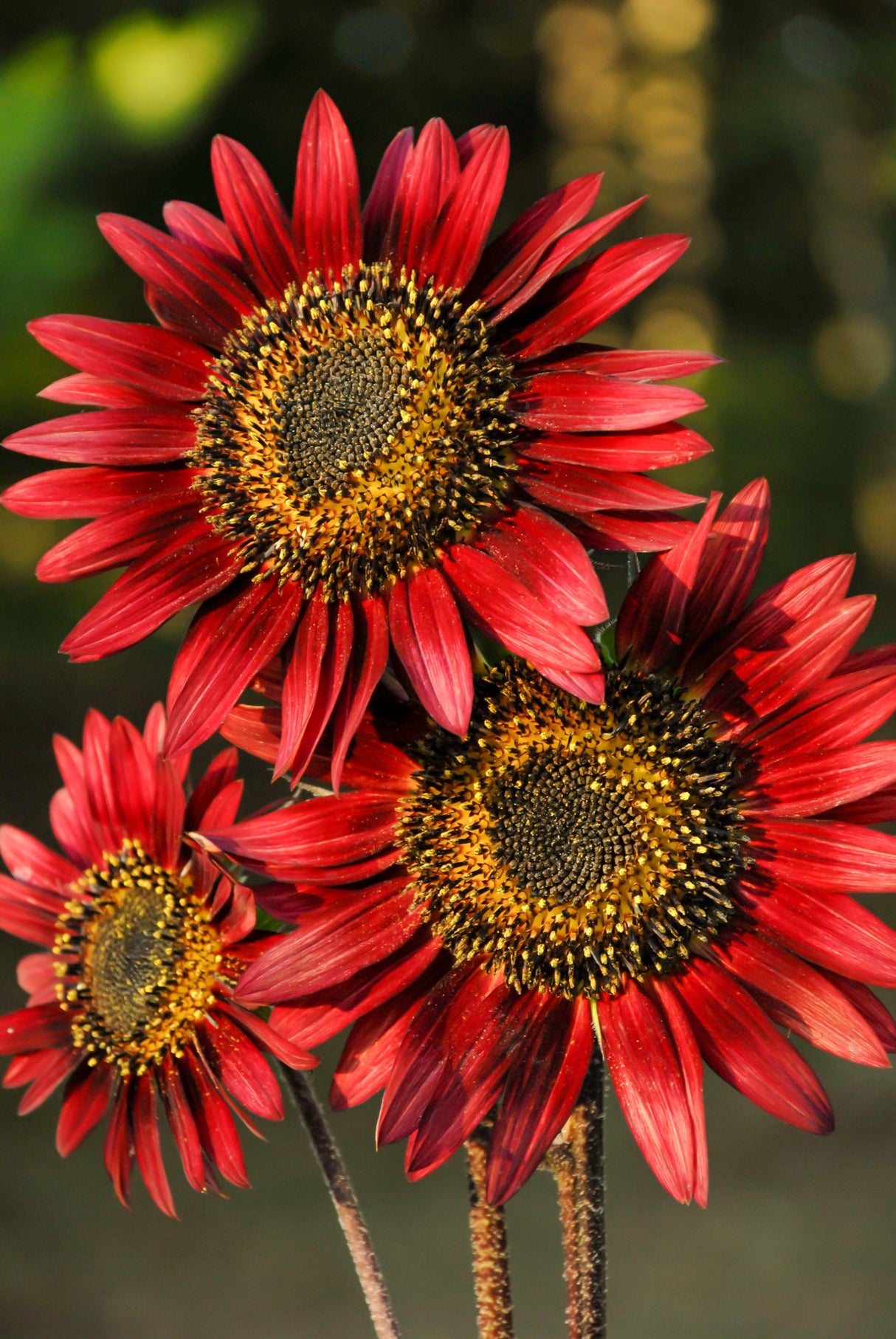 25 RED SUN SUNFLOWER Helianthus Annuus Flower Seeds