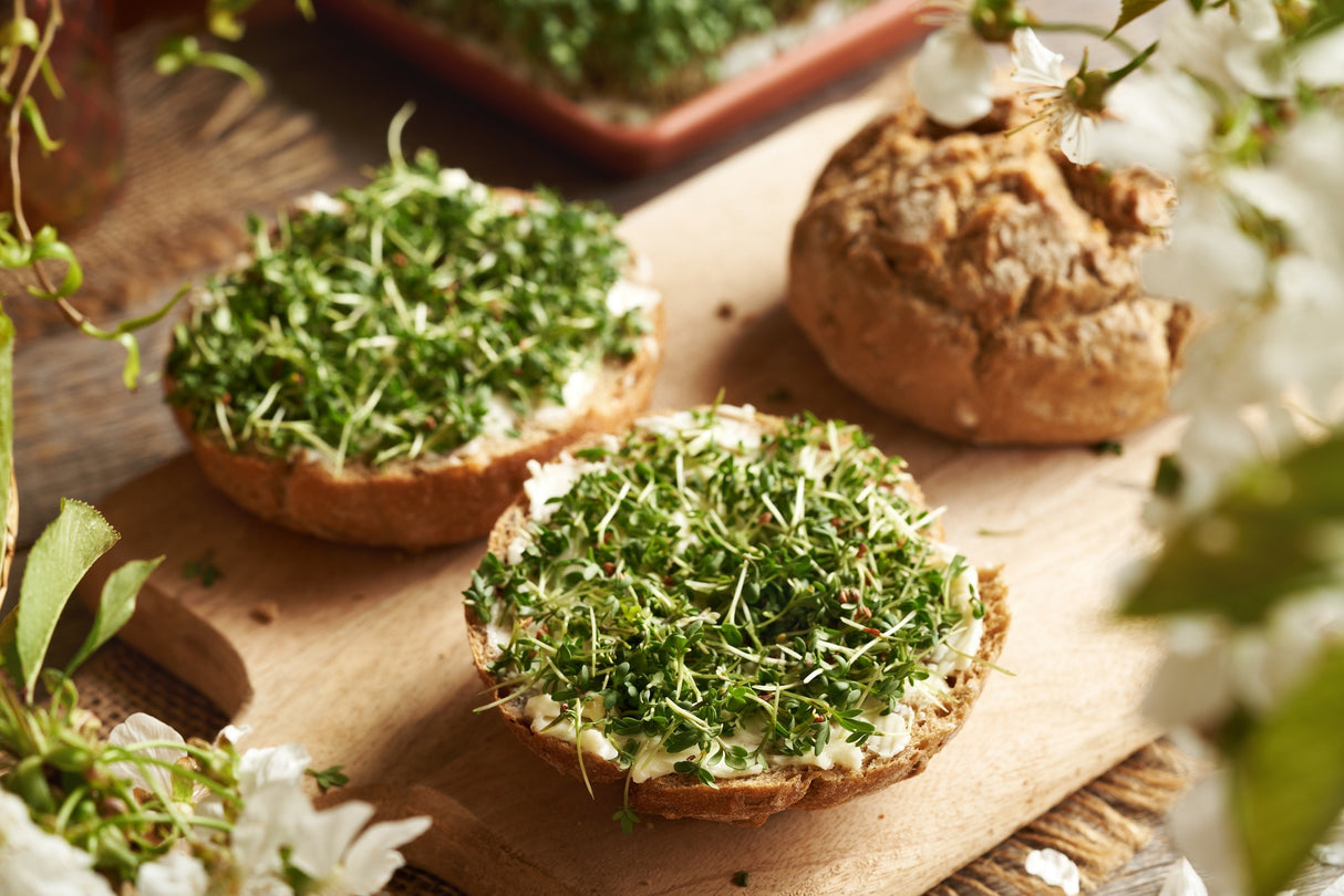 1500 WRINKLED CRINKLED CRESS Garden Lepidium Sativum Greens Vegetable Seeds