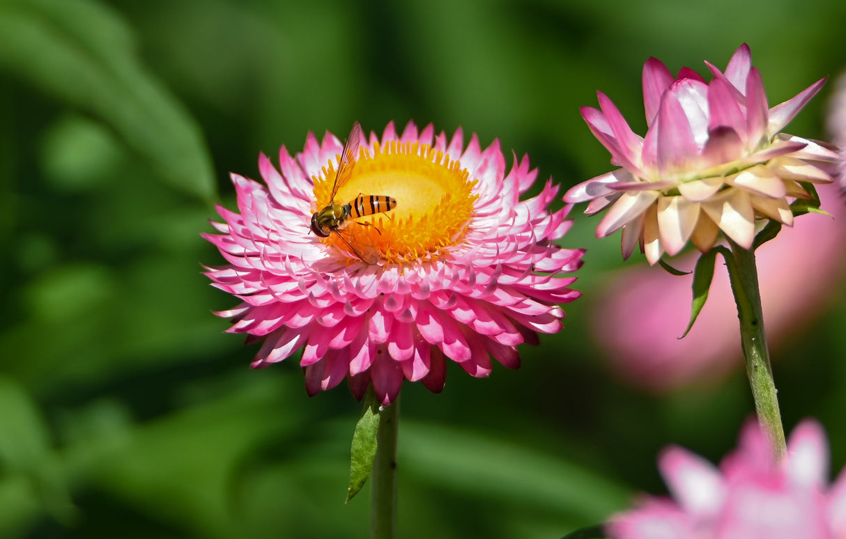 50 PINK DOUBLE STRAWFLOWER Helichrysum Xerochrysum Bracteatum Flower Seeds