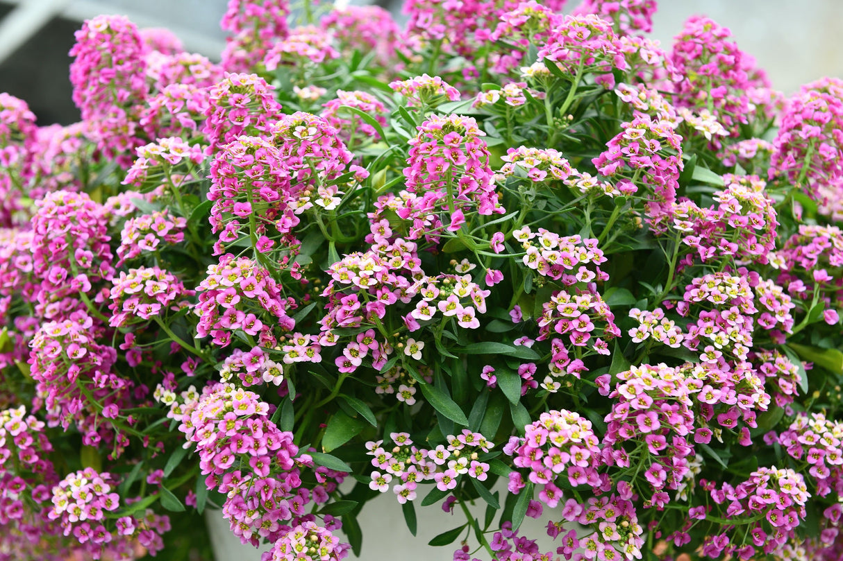 1000 Pink ALYSSUM ROSIE O DAY Lobularia Maritima Flower Seeds