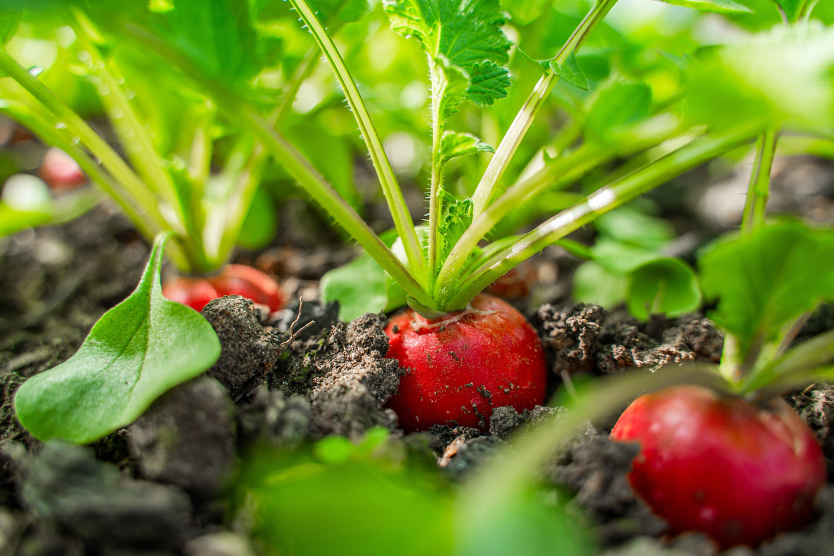 2000 CRIMSON GIANT RADISH Raphanus Sativus Vegetable Seeds