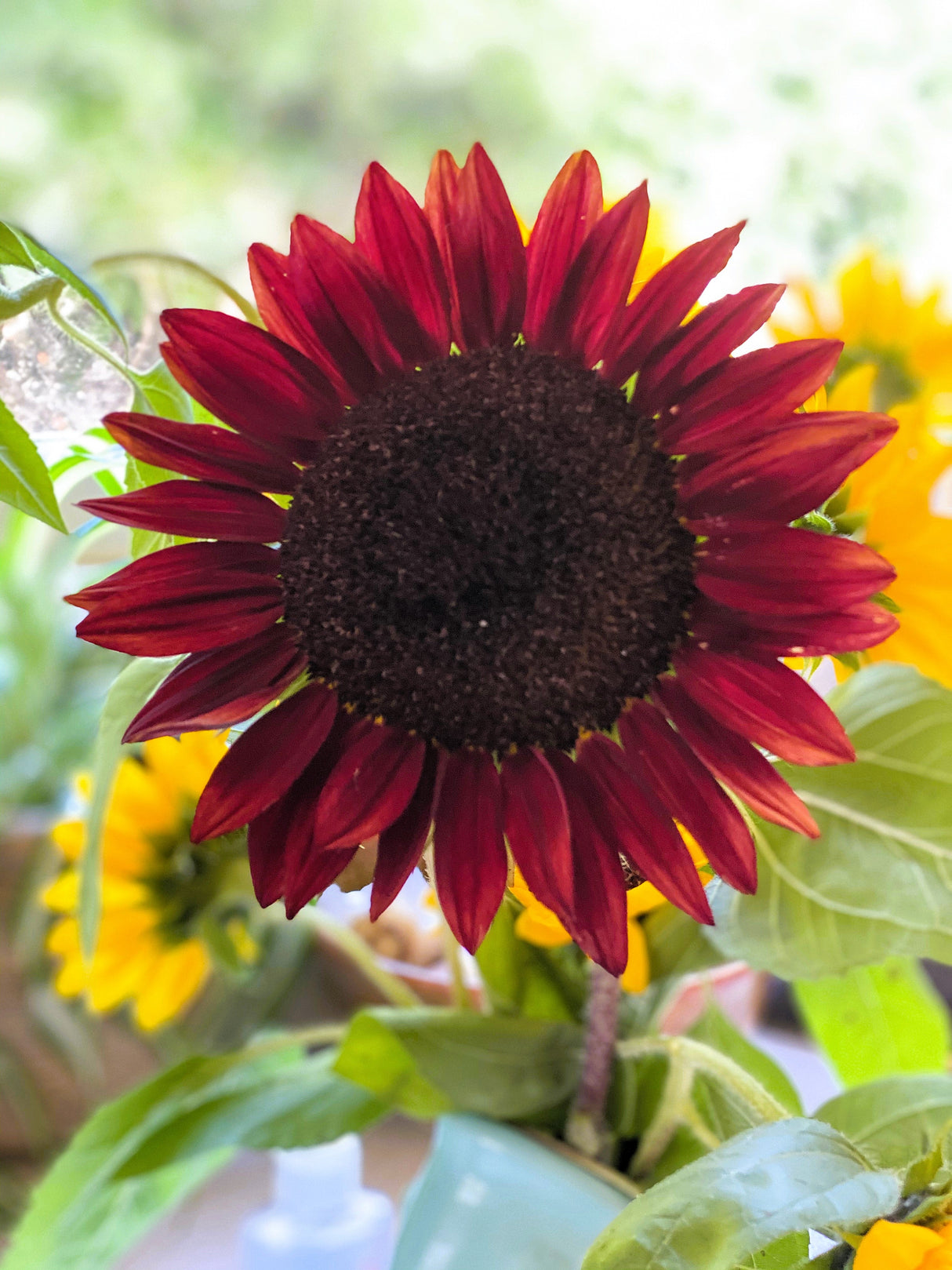 25 CHOCOLATE CHERRY SUNFLOWER Helianthus Annuus Red & Brown Flower Seeds