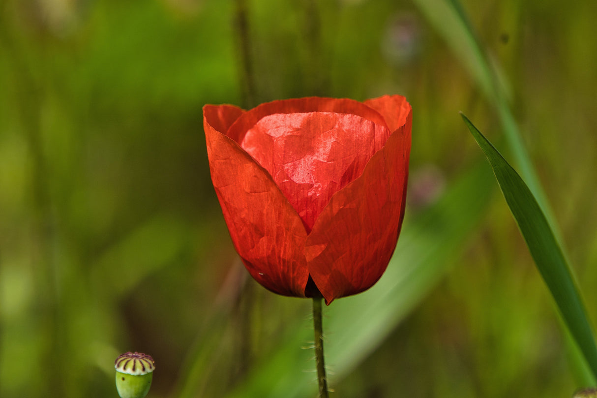1000 Red AMERICAN LEGION (Corn / Shirley / Flanders) POPPY Papaver Rhoeas Flower Seeds