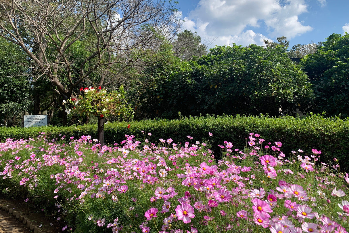 200 TALL PINK COSMOS Bipinnatus Flower Seeds