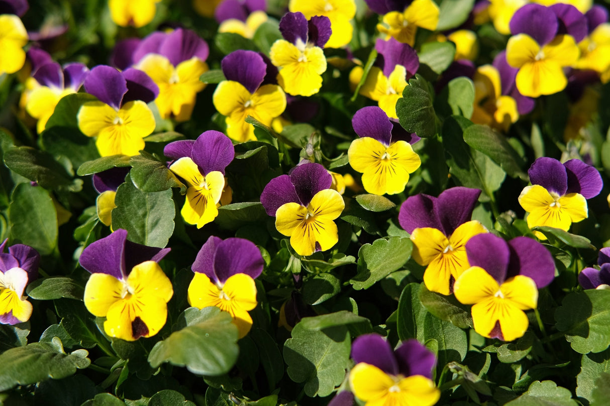50 Dark JOHNNY JUMP UP Violet Viola Tricolor Flower Seeds