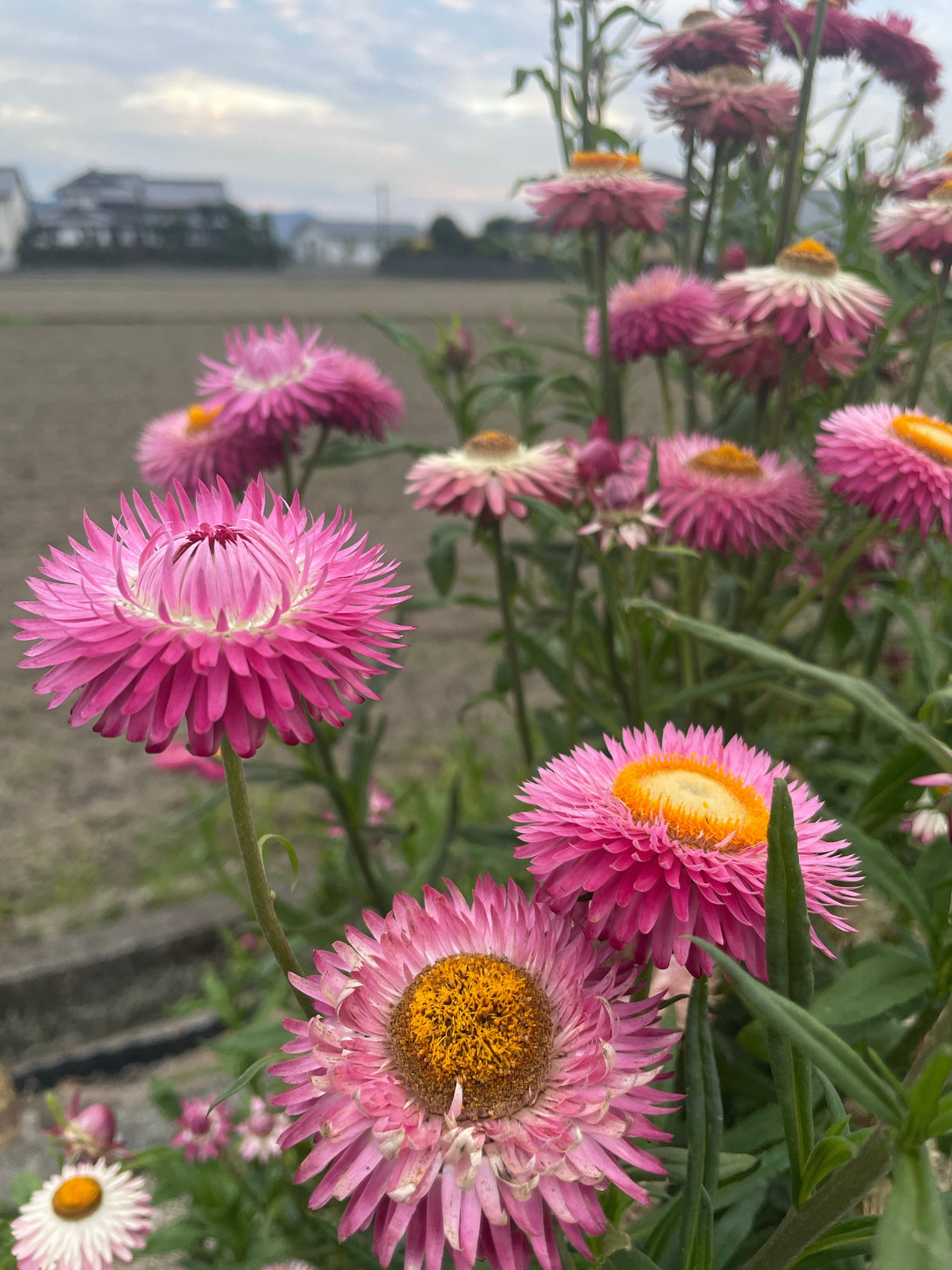 50 PINK DOUBLE STRAWFLOWER Helichrysum Xerochrysum Bracteatum Flower Seeds