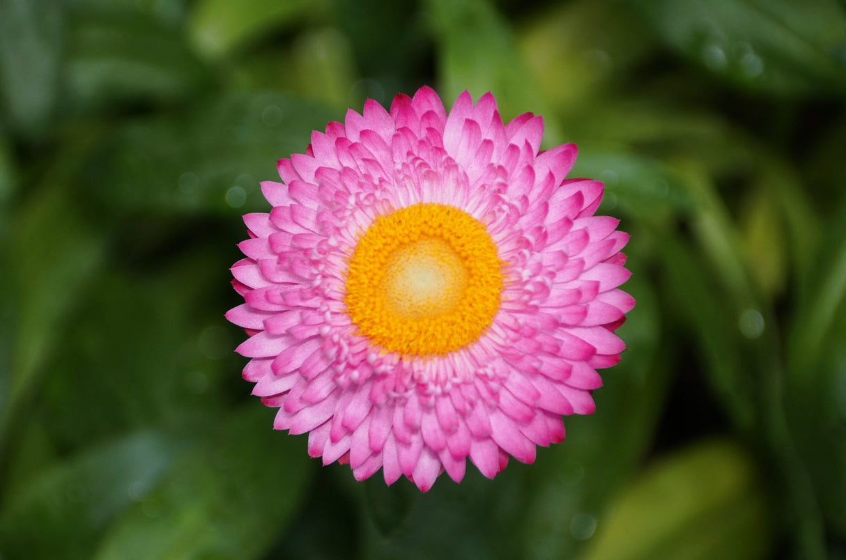 50 PINK DOUBLE STRAWFLOWER Helichrysum Xerochrysum Bracteatum Flower Seeds