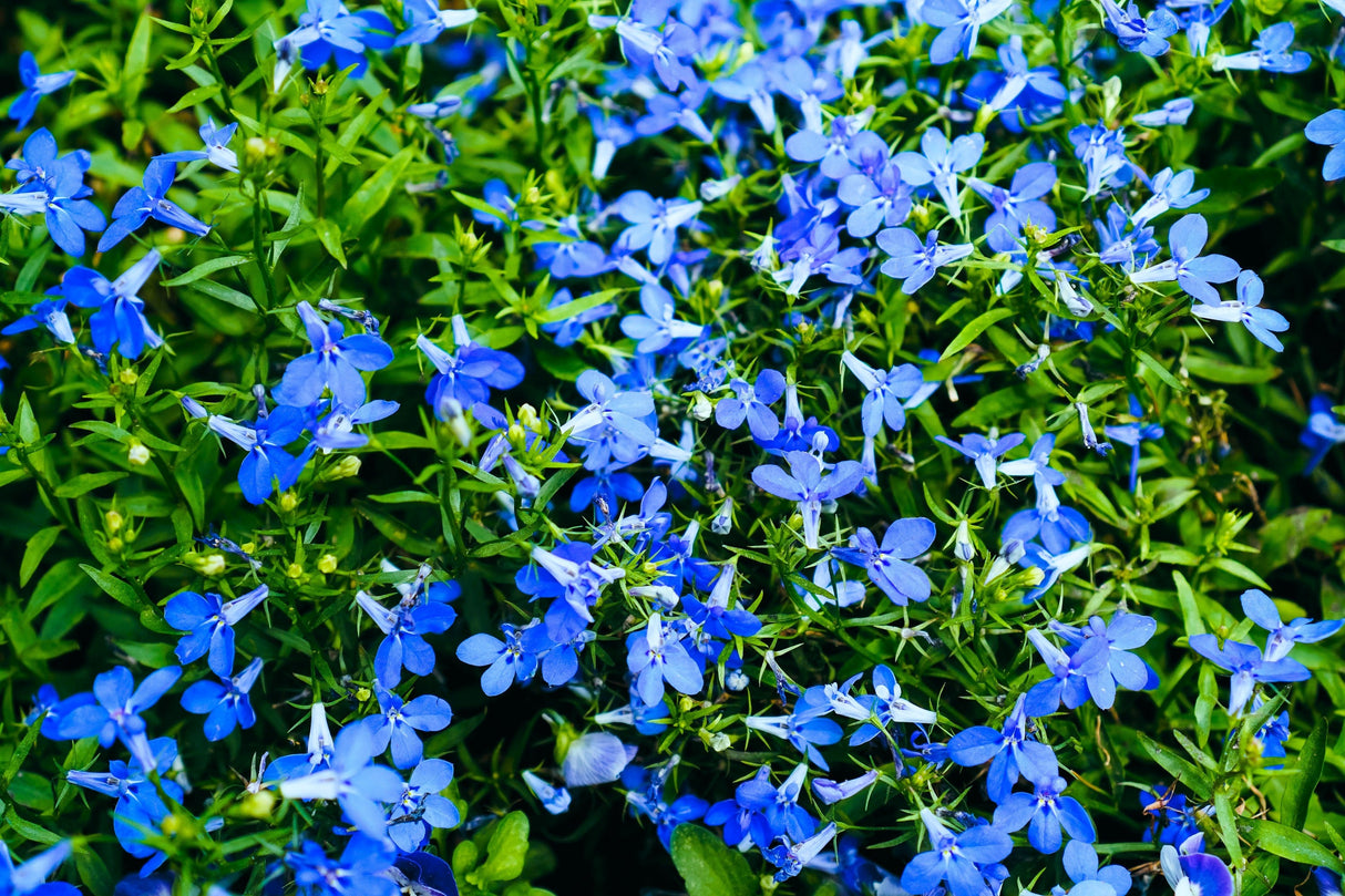 200 BLUE SAPPHIRE LOBELIA Erinus Trailing for Planters or Groundcover Flower Seeds