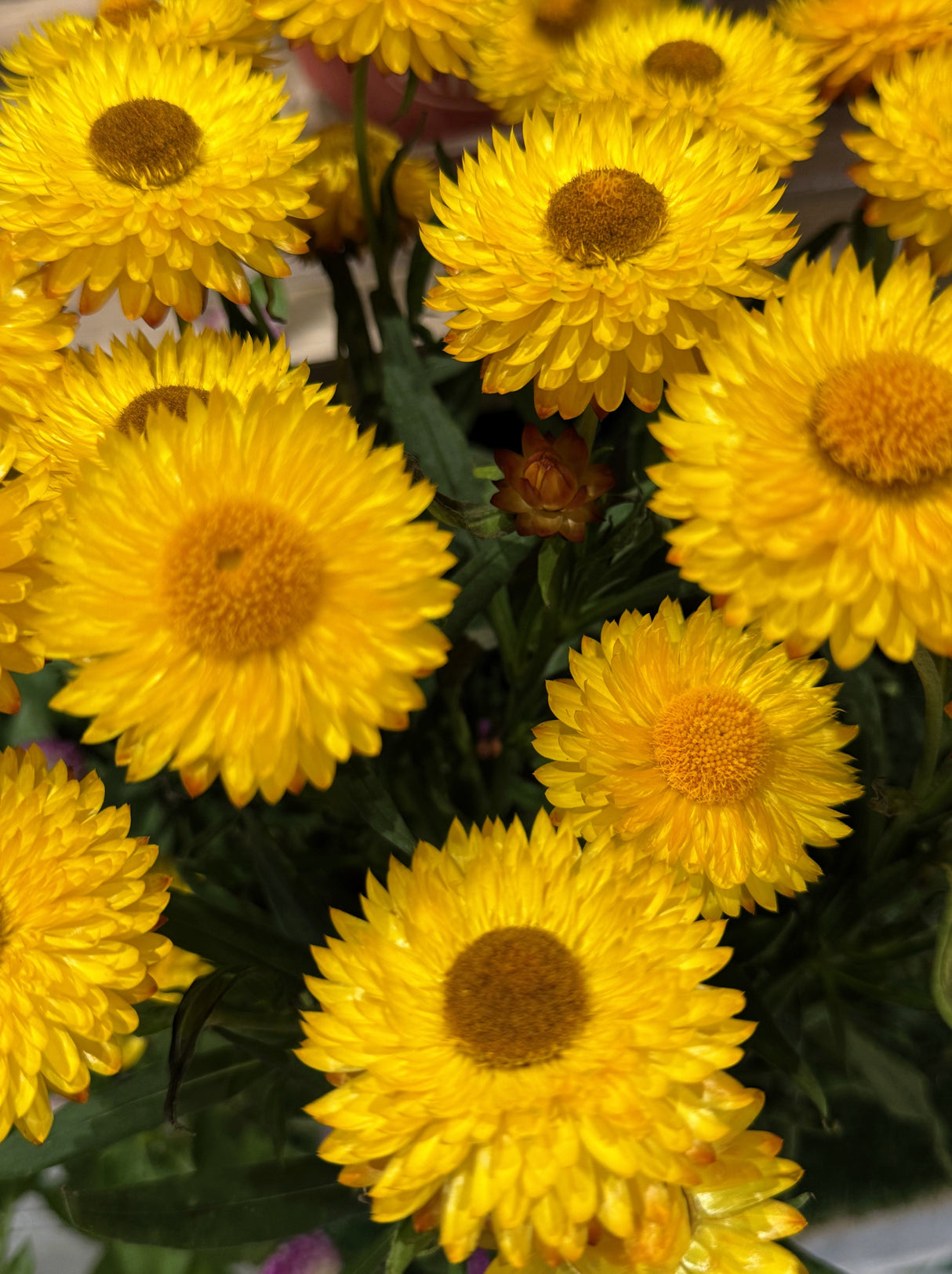 50 YELLOW DOUBLE STRAWFLOWER Xerochrysum Bracteatum Helichrysum Flower Seeds
