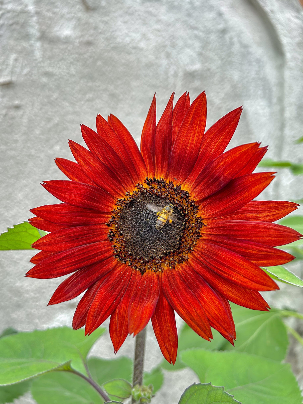25 RED SUN SUNFLOWER Helianthus Annuus Flower Seeds