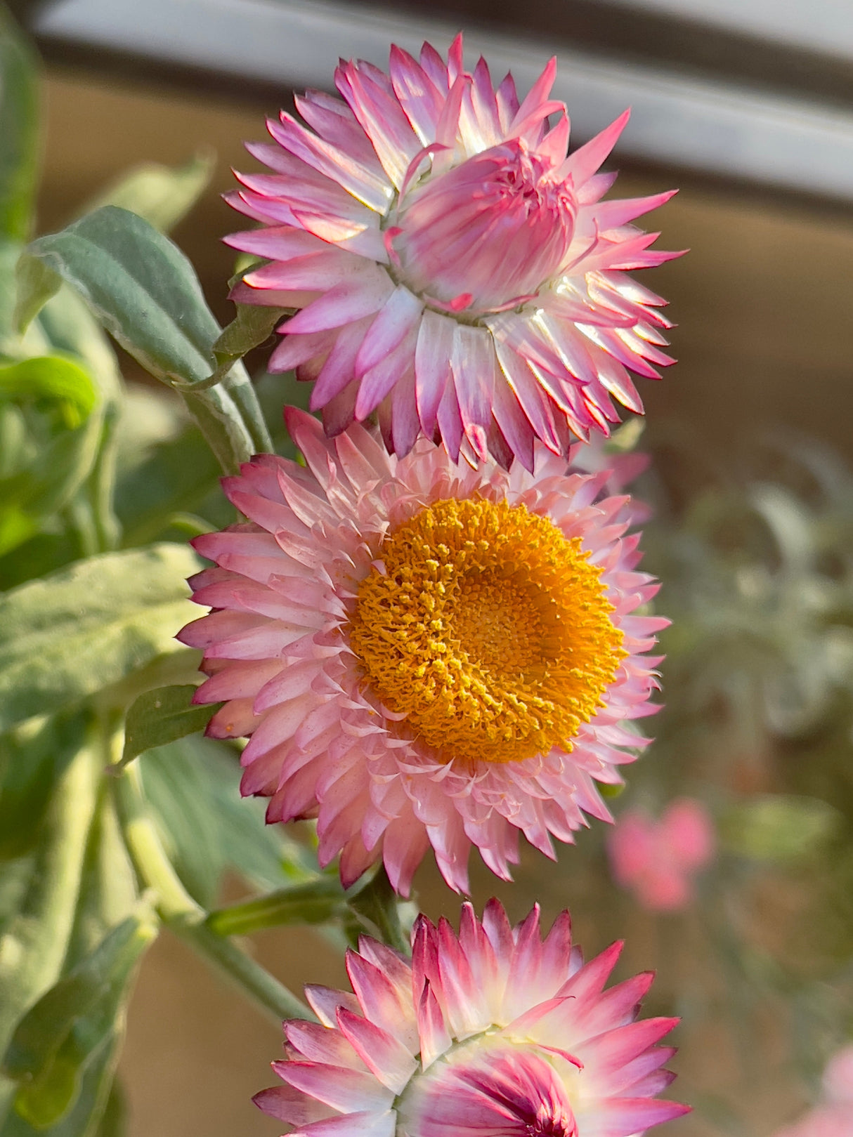 50 PINK DOUBLE STRAWFLOWER Helichrysum Xerochrysum Bracteatum Flower Seeds