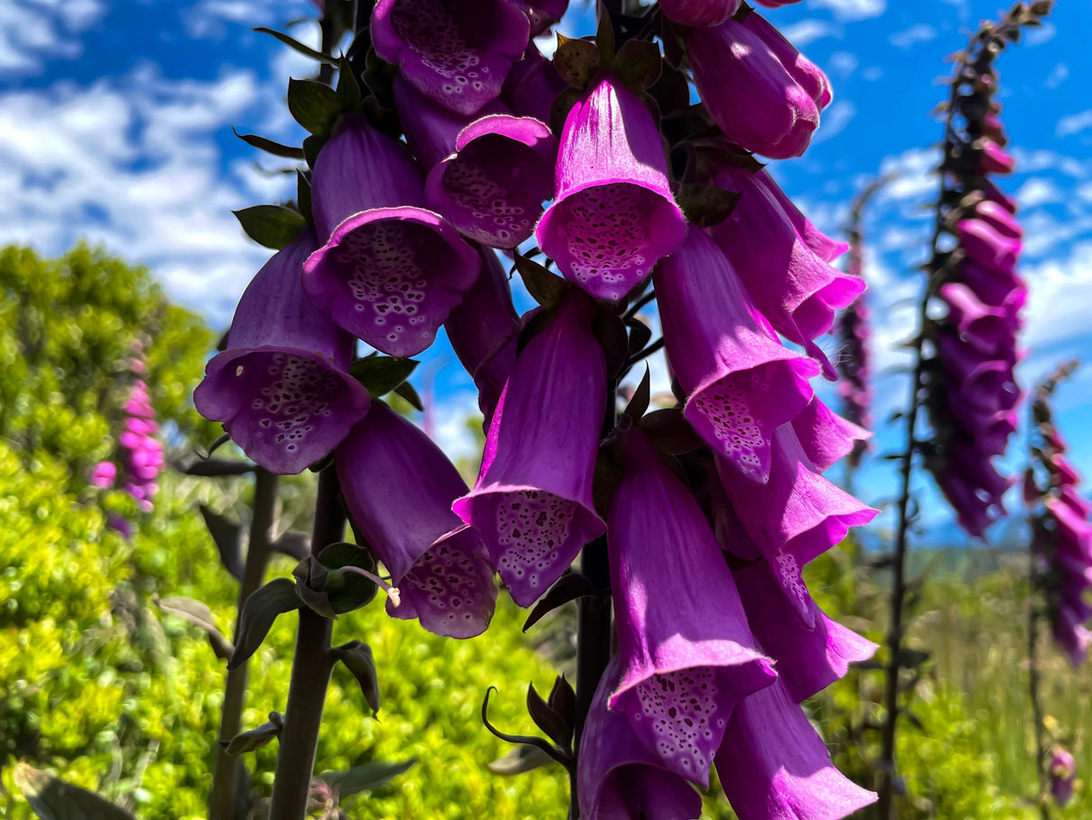 1000 PURPLE FOXGLOVE Digitalis Purpurea Flower Seeds