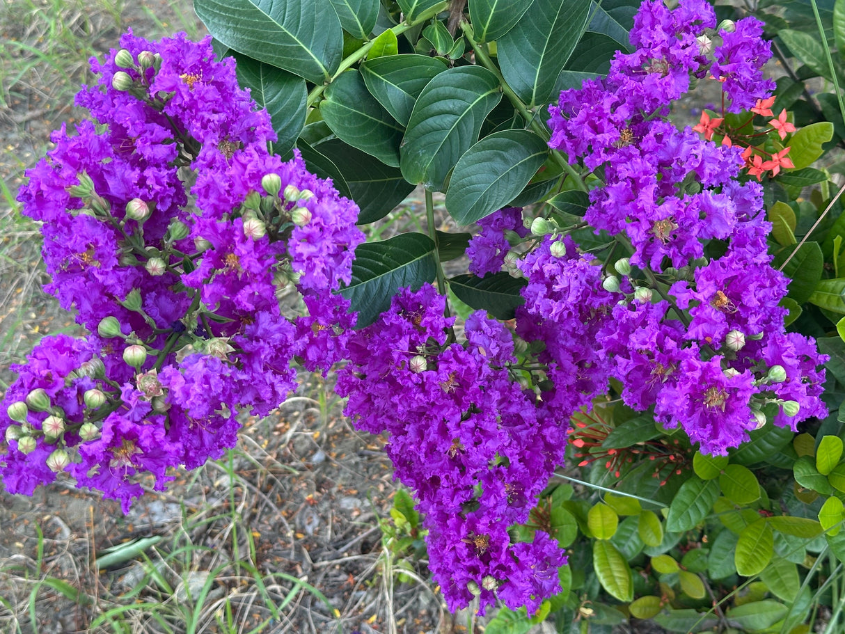 50 MIXED CREPE MYRTLE Lagerstroemia Indica Tree Shrub Crape 6 Color Mix - Red, Purple, Light Pink, Dark Pink, White, & Lilac Flower Seeds