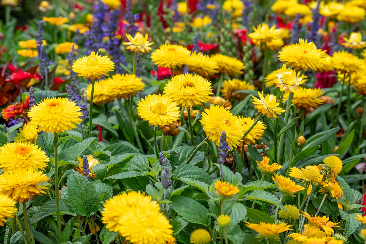 50 YELLOW DOUBLE STRAWFLOWER Xerochrysum Bracteatum Helichrysum Flower Seeds