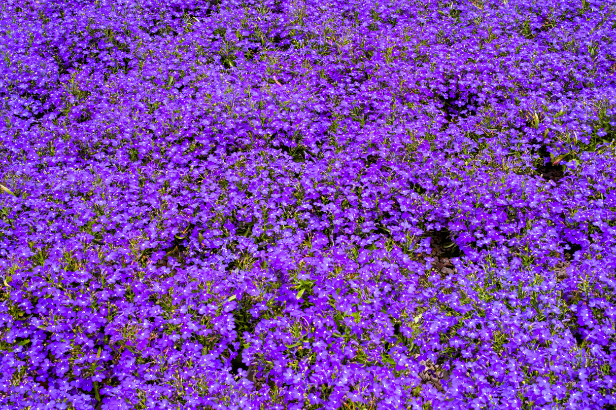 200 Lavender & White MRS CLIBRAN LOBELIA Erinus Flower Seeds